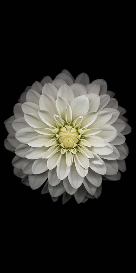 white flower