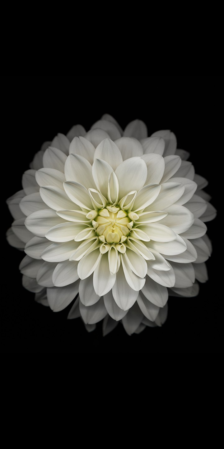 white flower
