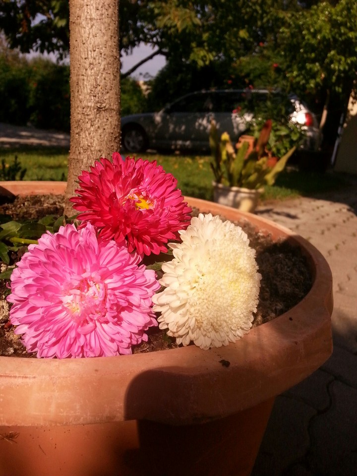 Flowers