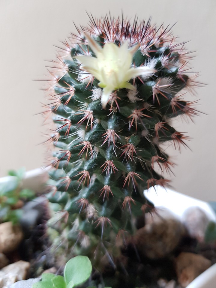 little cacti