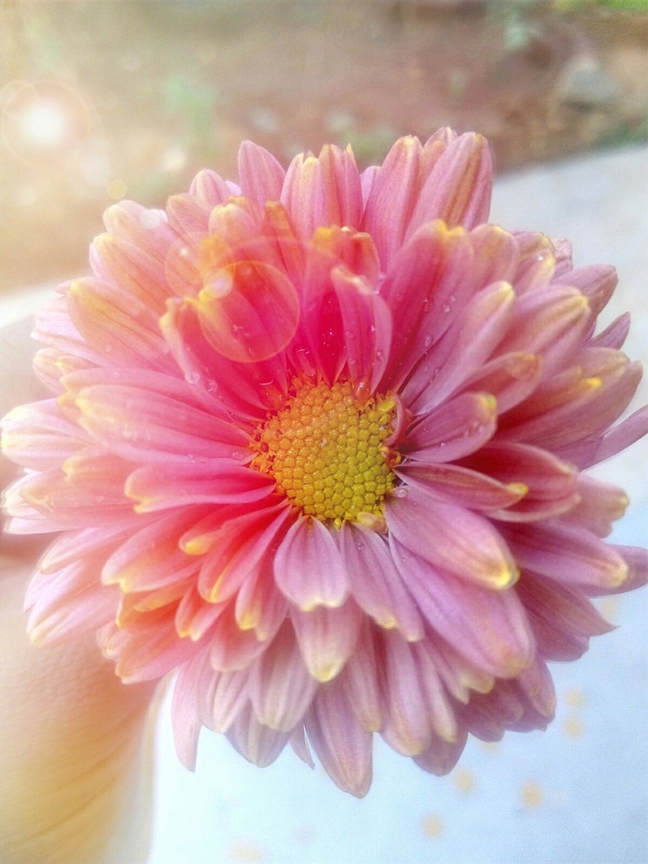 Pink Dahlia Flower!!