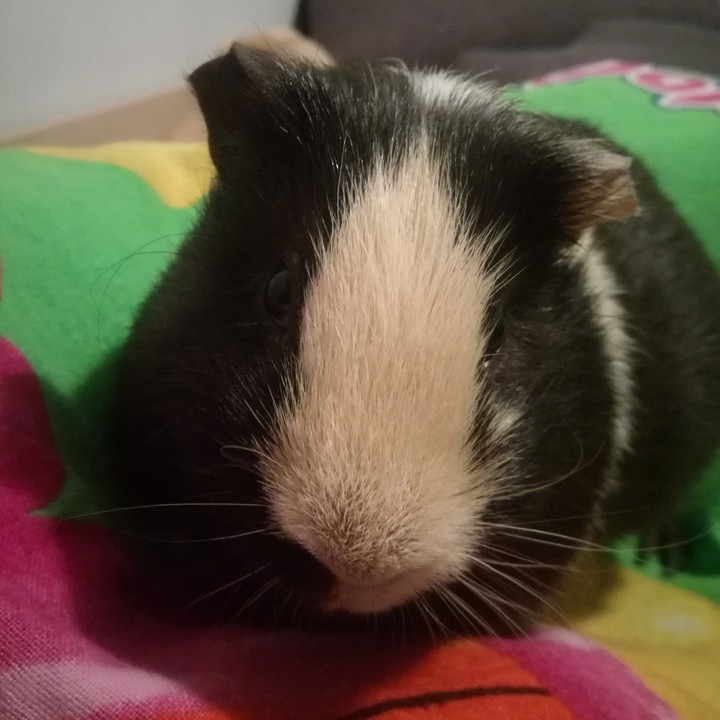 My guinepig