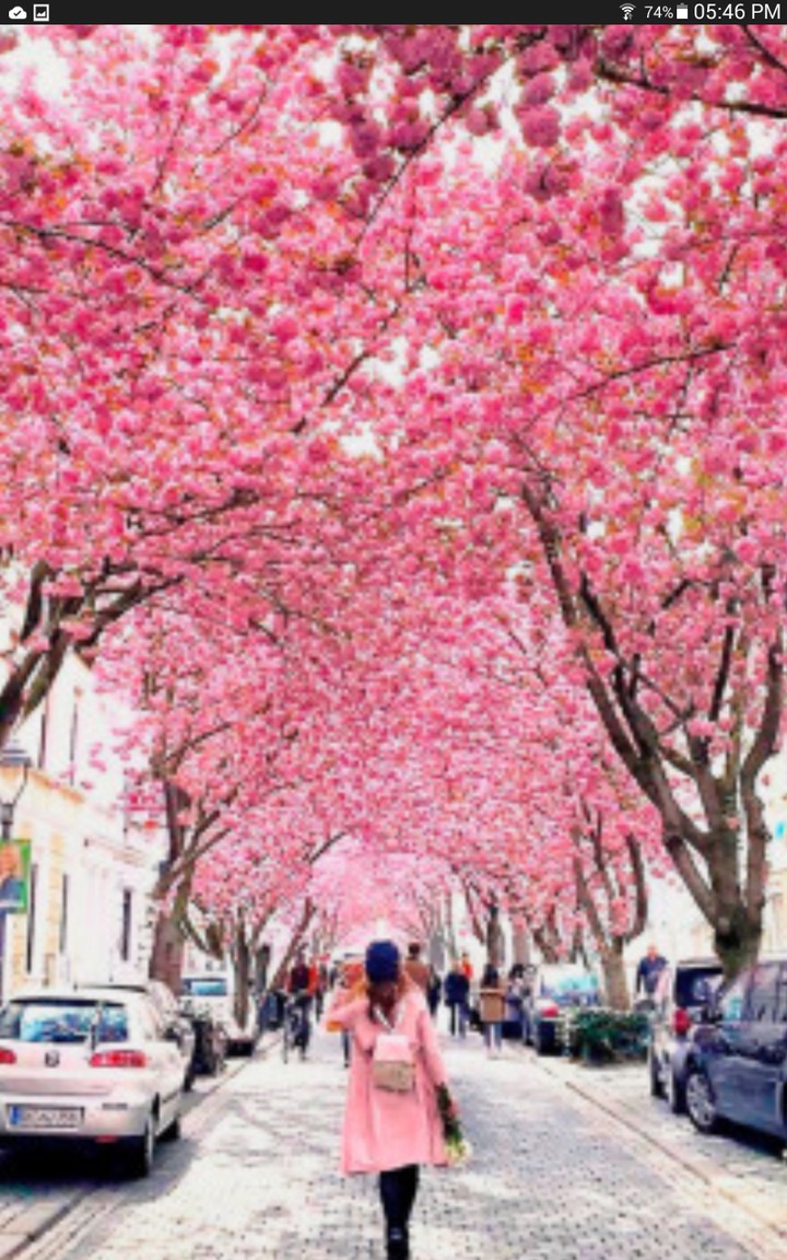 flores en árboles