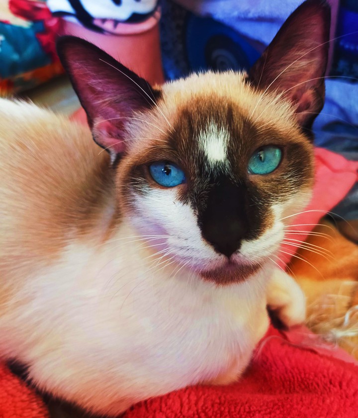 Luna , Blue Eyes Sky Cat