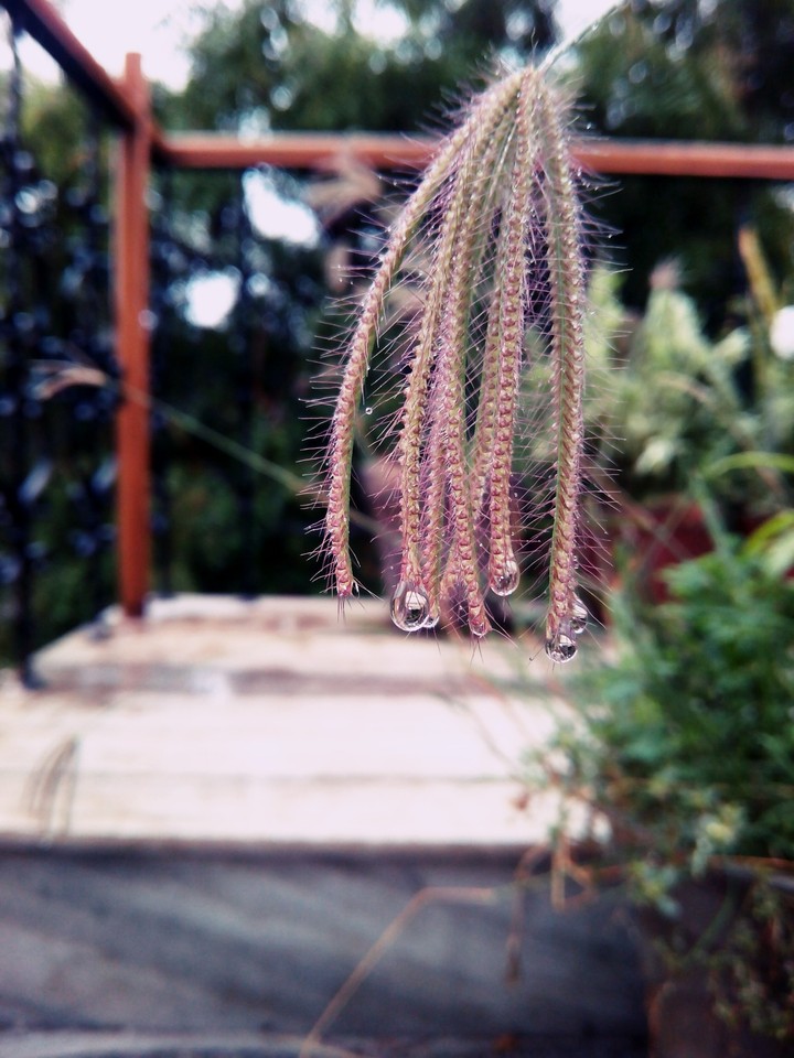 after rain