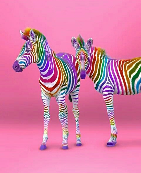 beautiful and colourful zebras