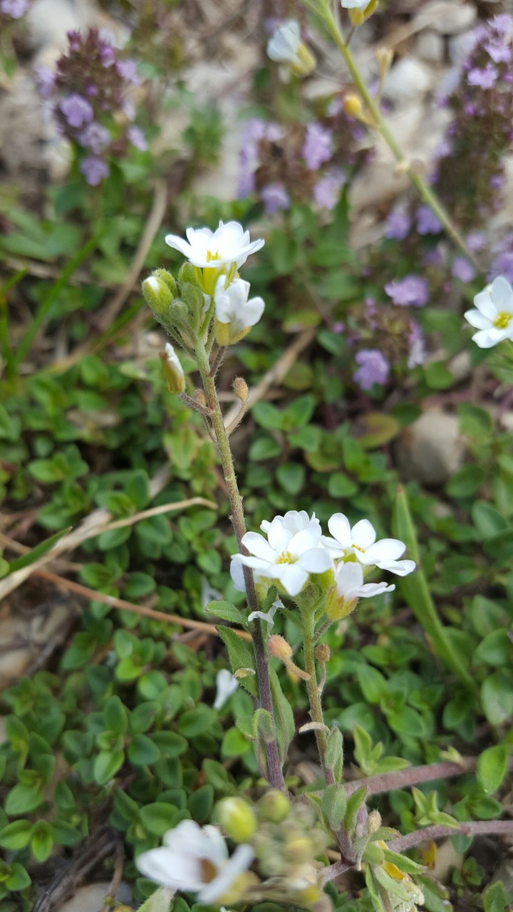 Little Flower
