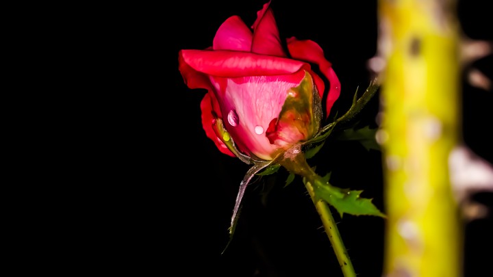 red rose