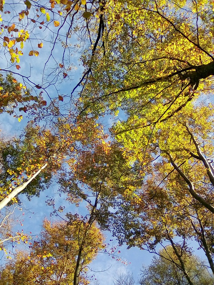 Trees