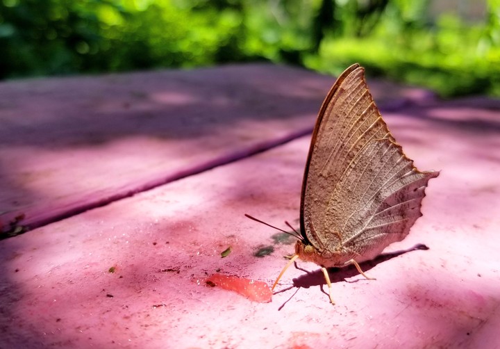 MARIPOSA TOMANDO NÉCTAR, SAN LORENZO, GRO.