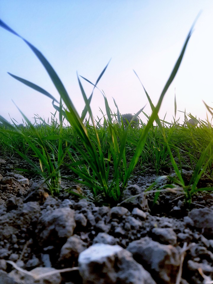 Land Fields