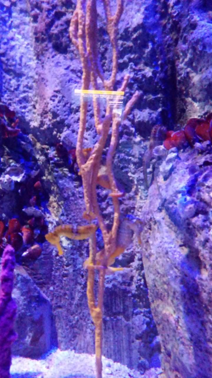 AquaRio