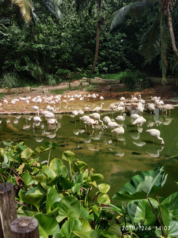Jurong bird park
