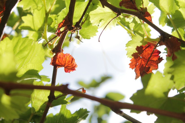 Mulberry tree