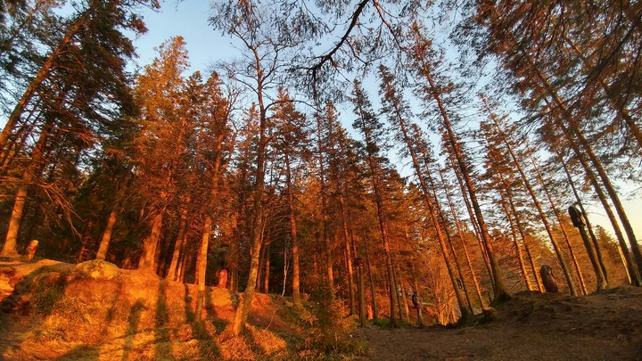 Forest with the Sunset