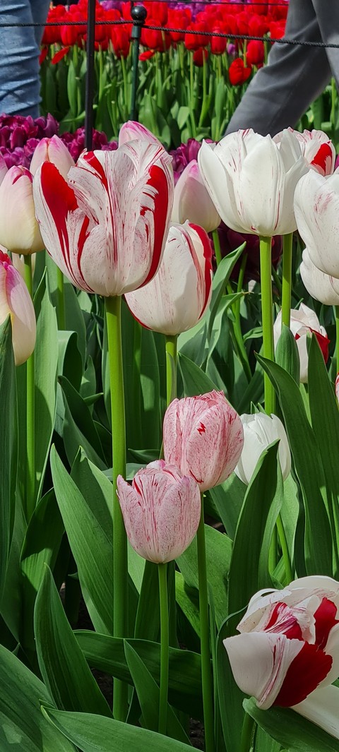 тапети plant, flower