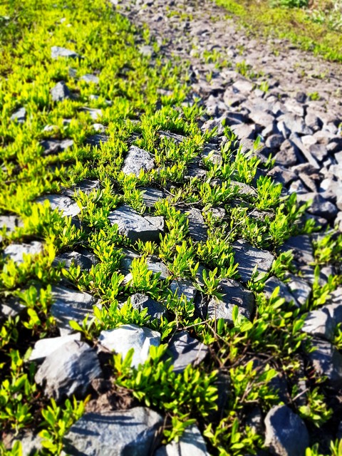 Greenery