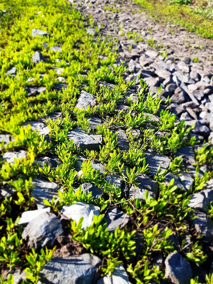 Greenery