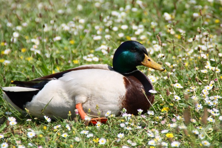 beautiful duck