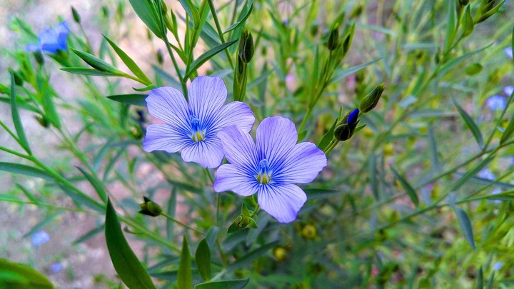 Unnamed Flowers