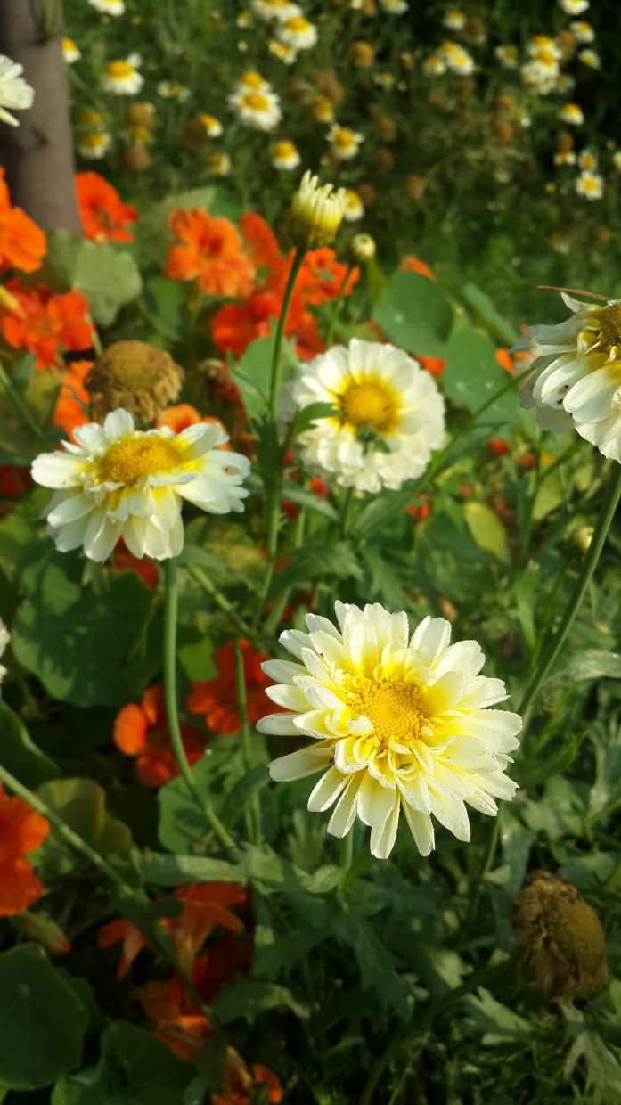 Flowers