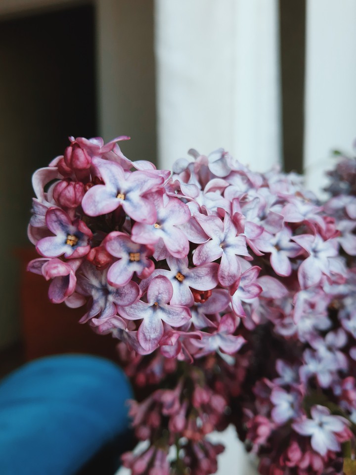 lilac