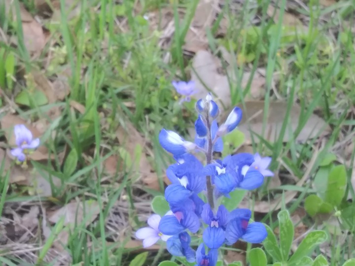 beautiful Bluebonnet
