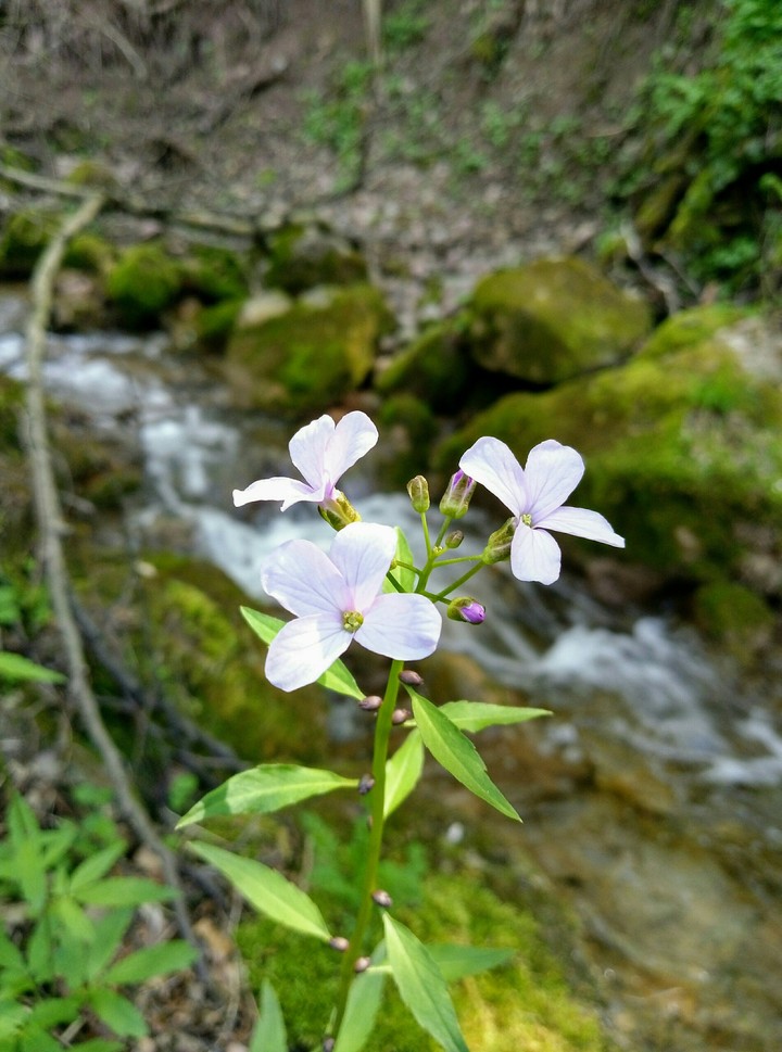 water and flowers