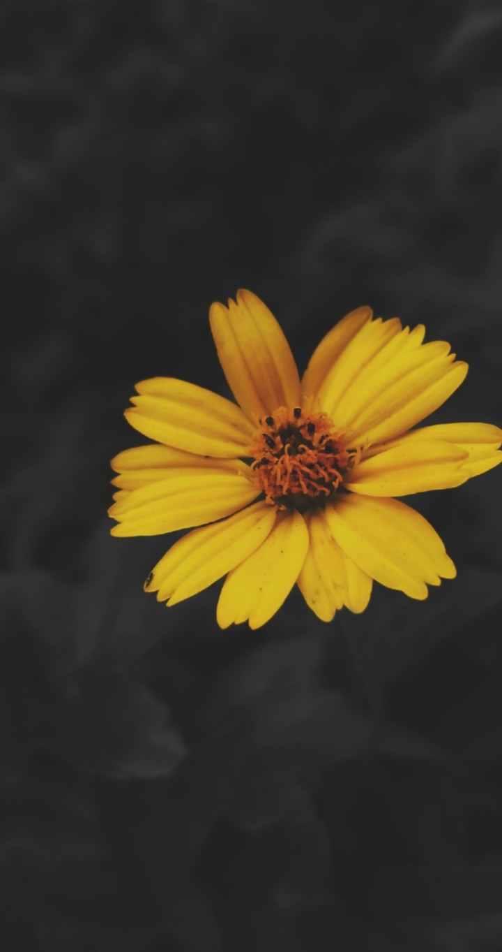 flower smiles even in darkness