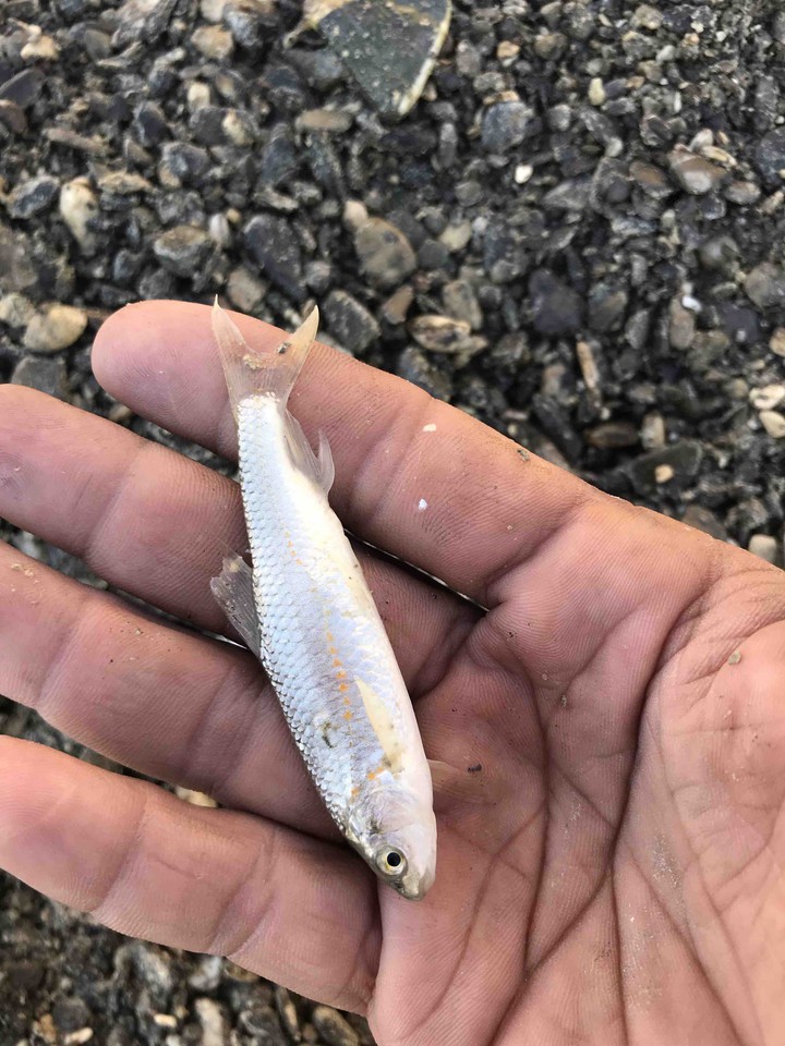 little fish ,ماهی کوچک