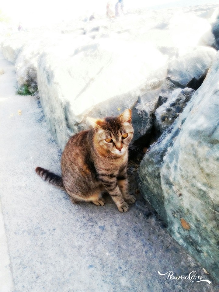 Kedi