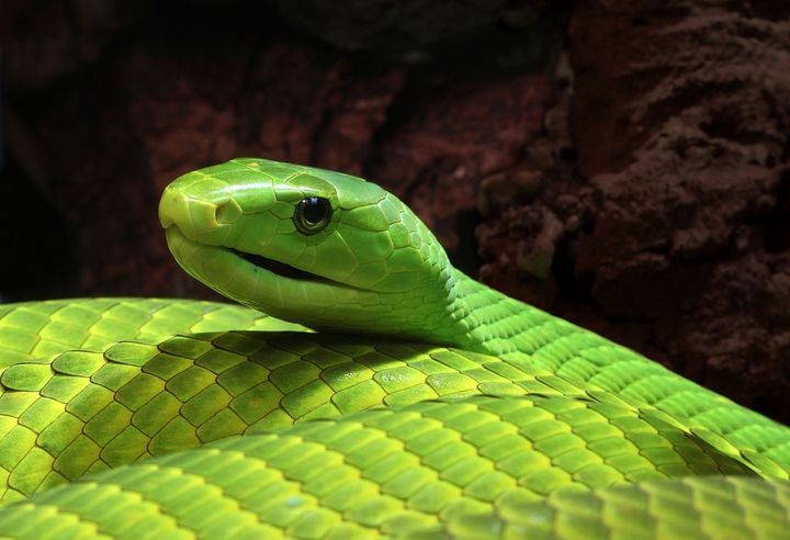 Green Snake ?