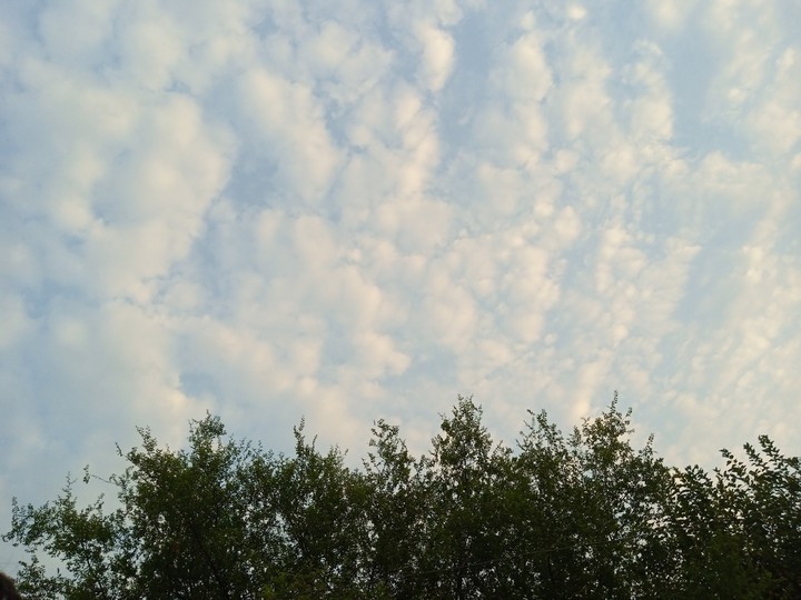 sky, tree ?