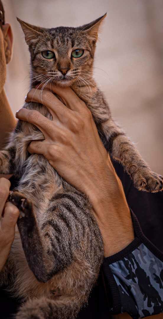my cat
