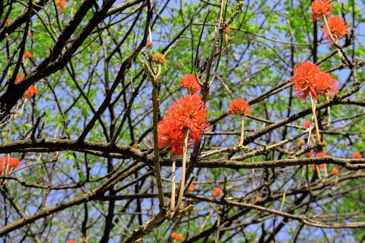 nature