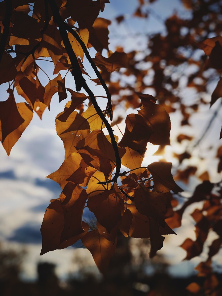 autumn