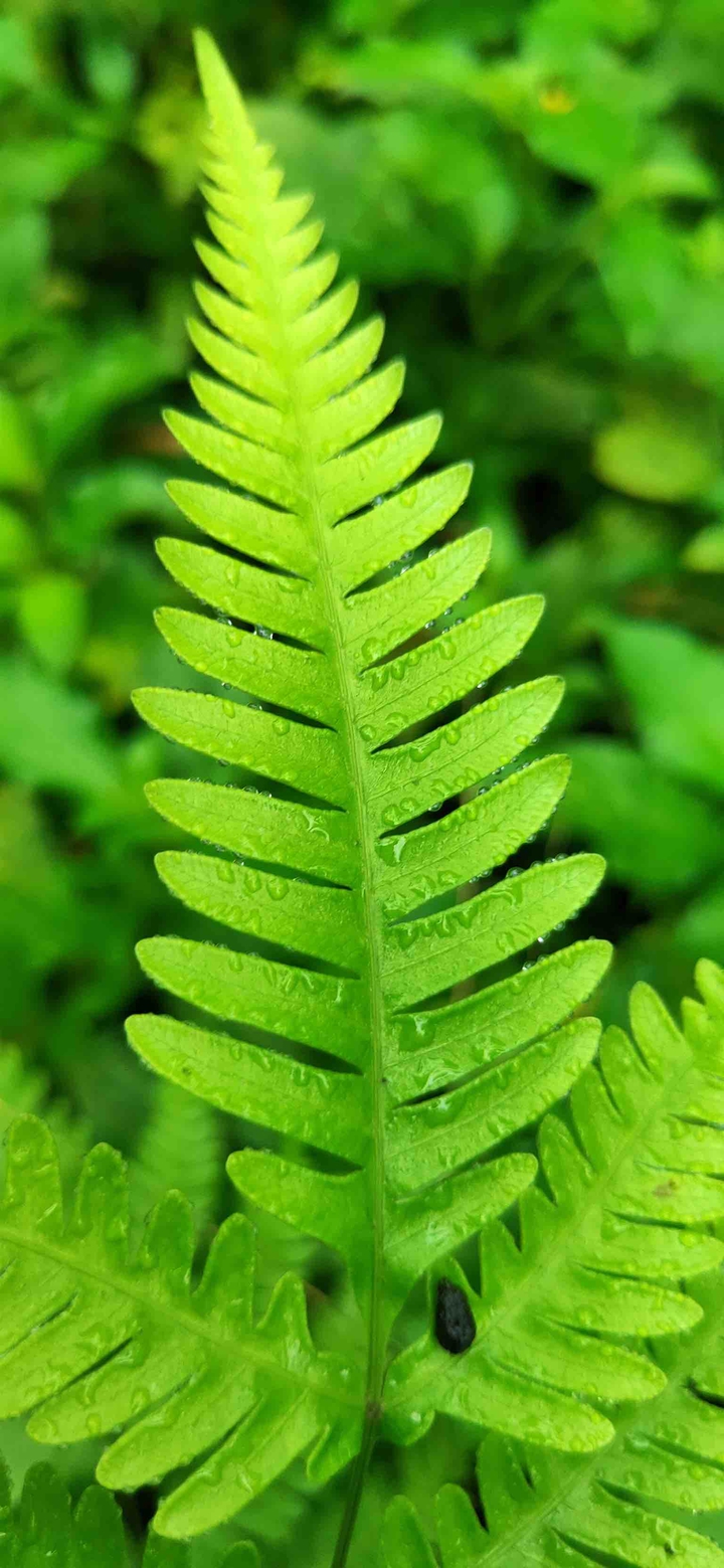 leaves