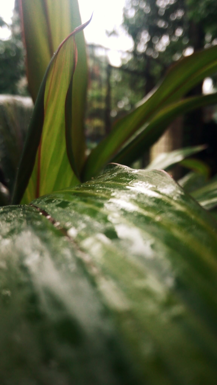 leaf