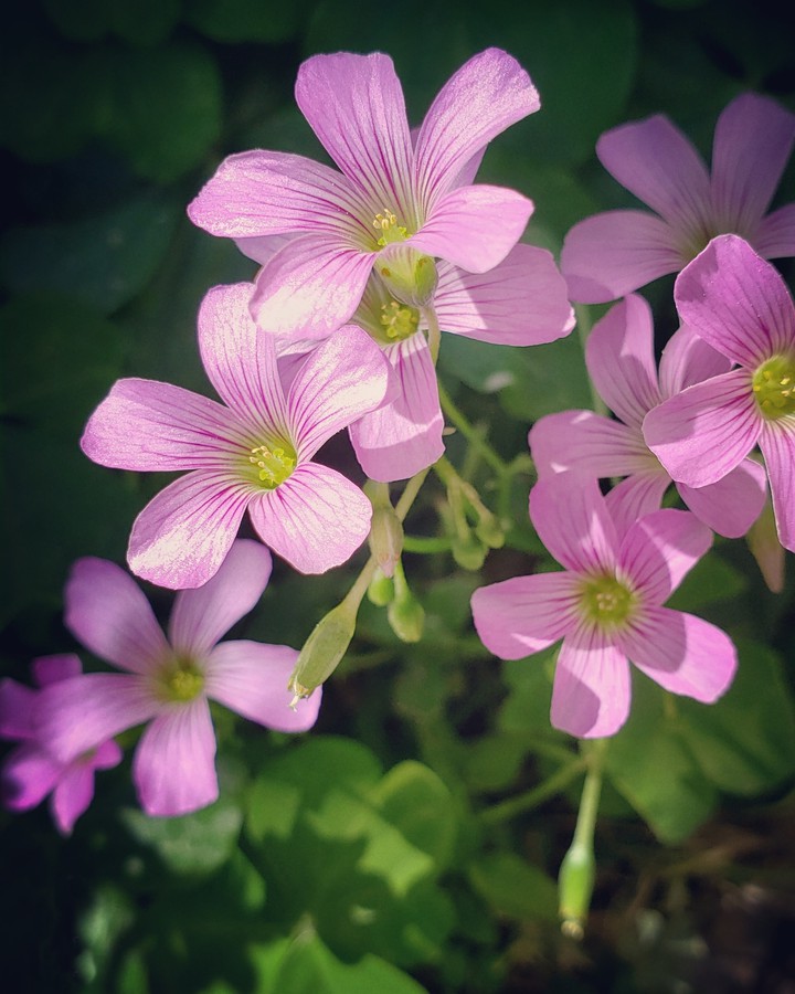 pink flower