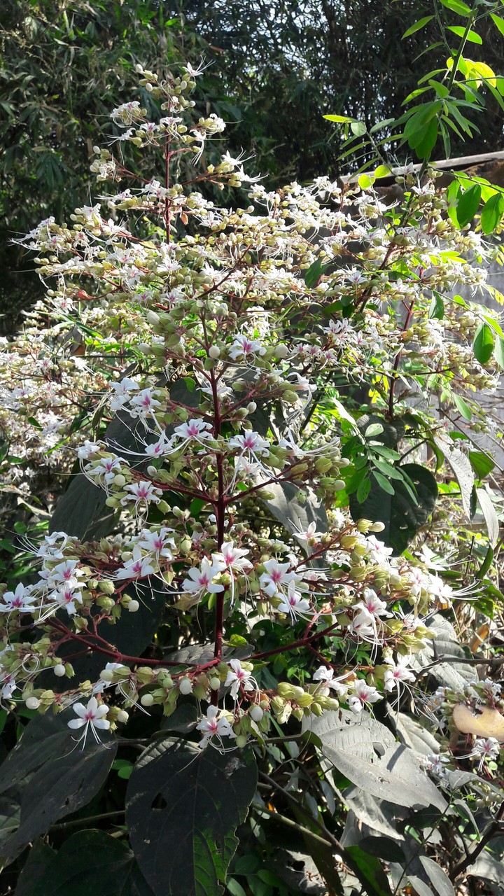flower