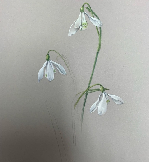 шпалери petal, plant