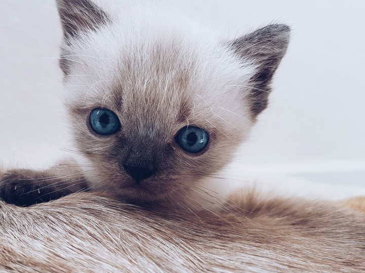 cute cat♡