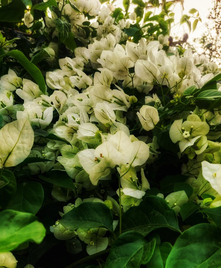 white leaves