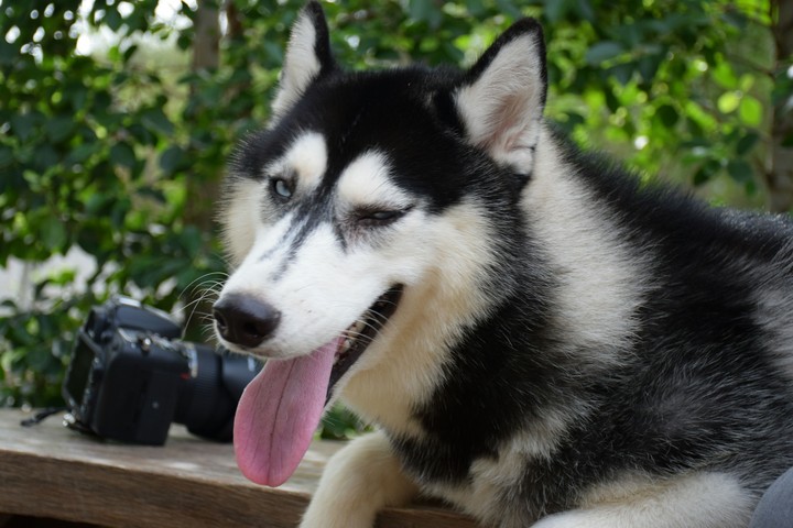 Husky