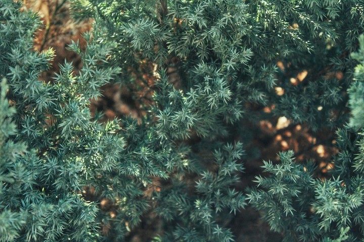 Lovely small leaves