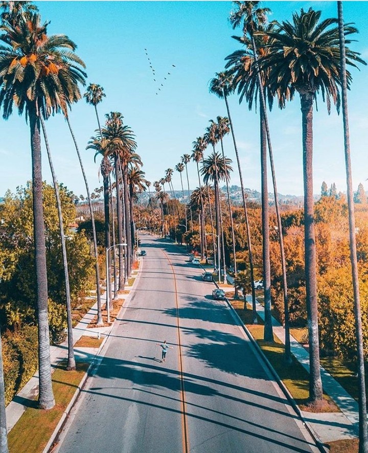Hollywood-Los Angeles Palm Wallpaper