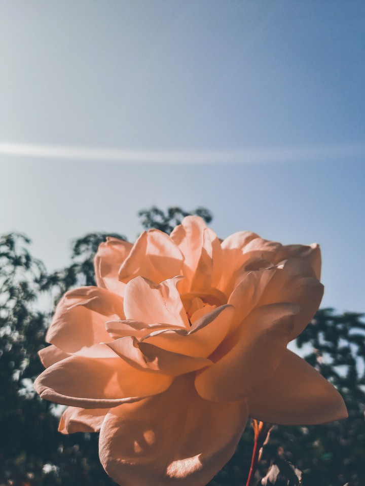 rose