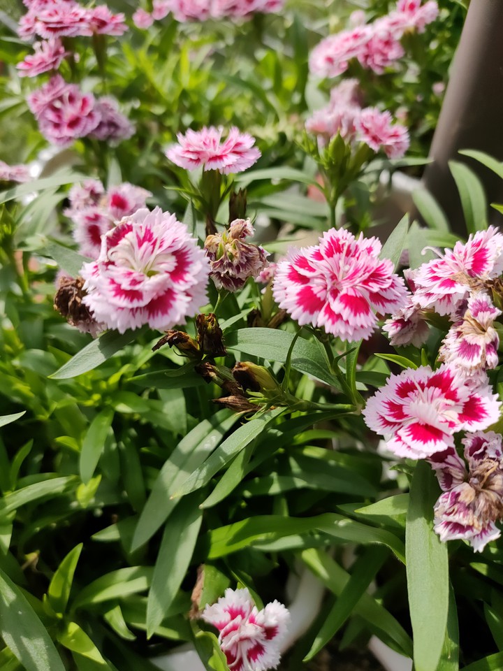 Lovely flowers ♥️?️