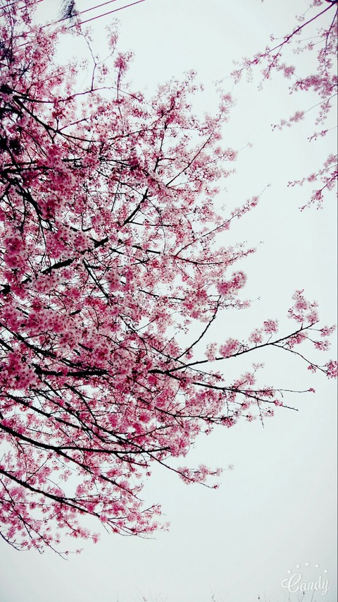 cherey blossoms