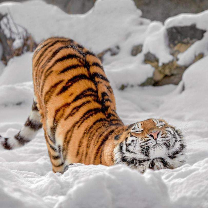 tiger
